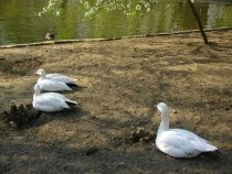 Nikolayev Zoo