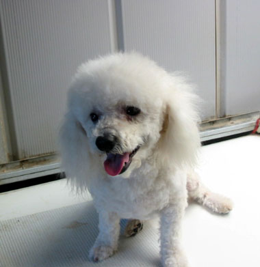 poodle