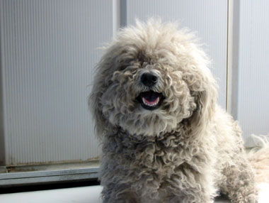 poodle