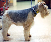 Terrier