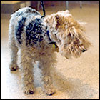 Terrier