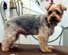 yorkie