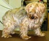 yorkie