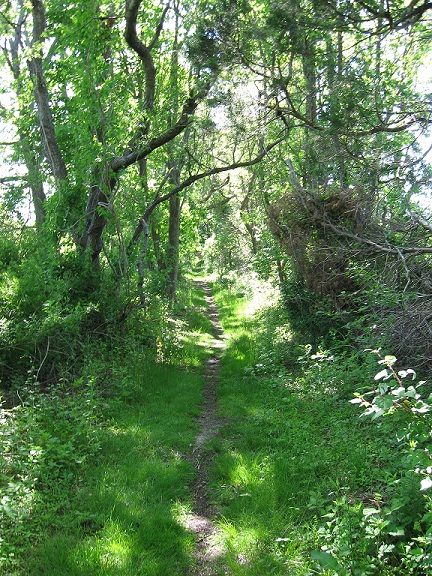 picture of a path in nature