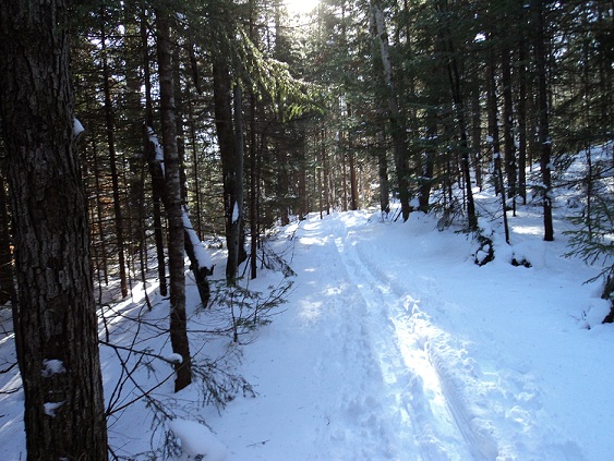 snow covered pathway