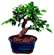 Brussel's Golden Gate Ficus Indoor Bonsai Tree