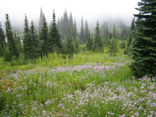 A field of Cascade Asters in Paradise.