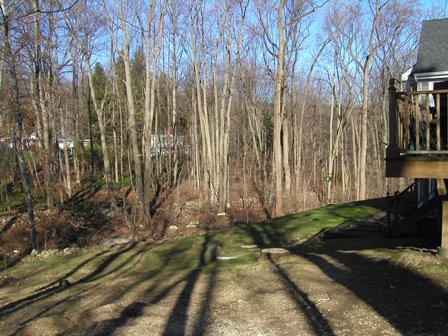 Before photo of the yard