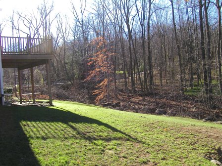 Before photo of the yard, different view