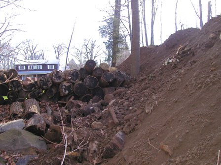 Cut trees and backfill