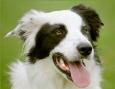 dog breath