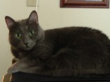george